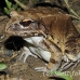 frog_jungle_smoky_la_h_0512_ecu1237.jpg